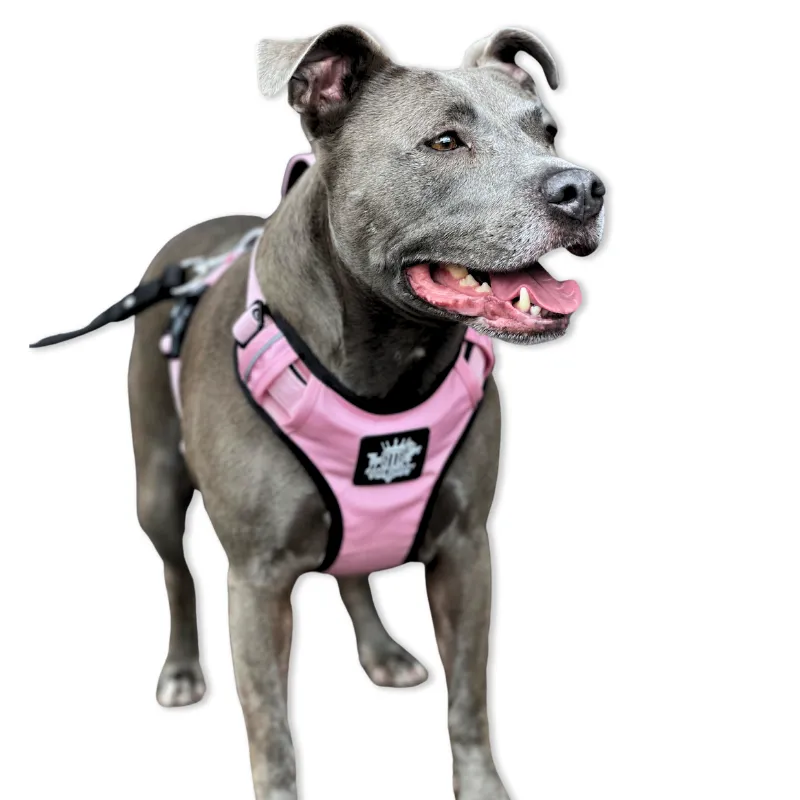 Dog Harness - Active X Pink