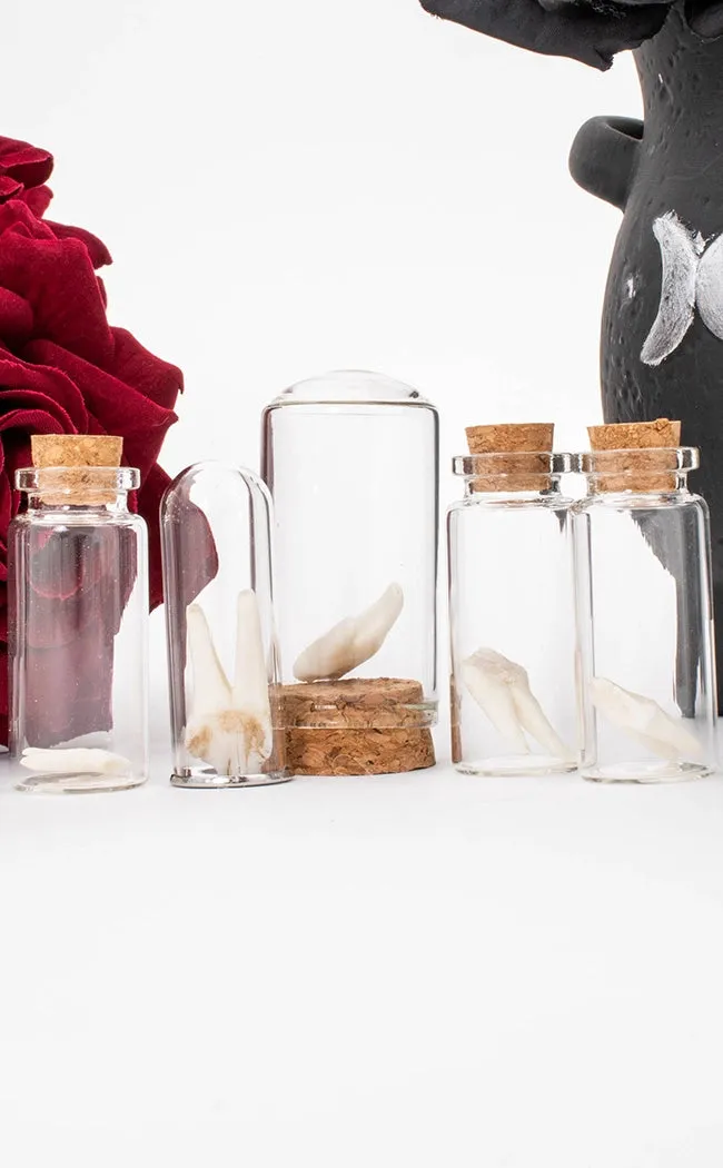 Wild Deer Tooth In Vial
