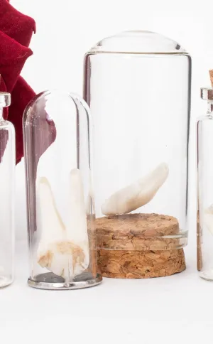 Wild Deer Tooth In Vial