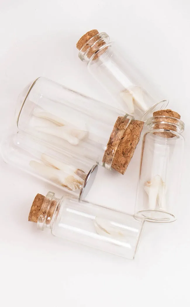 Wild Deer Tooth In Vial